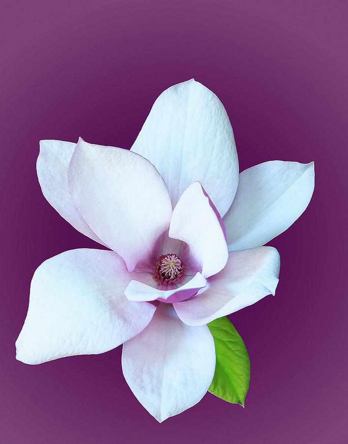 Magnolia Flower Photograph - Magnolia #1 by Floyd Hopper