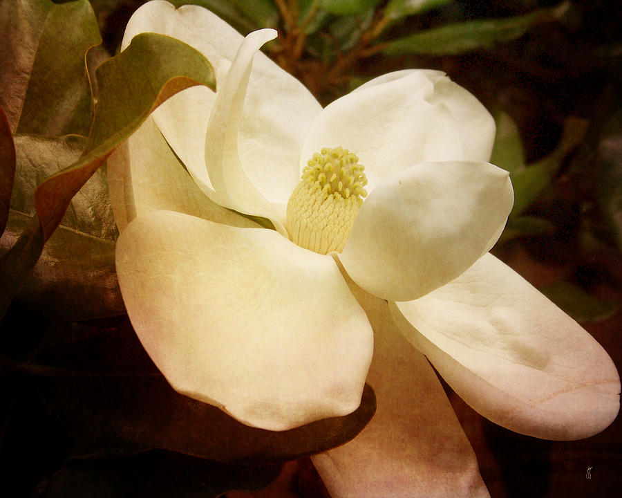 Magnolia I Photograph by Jai Johnson