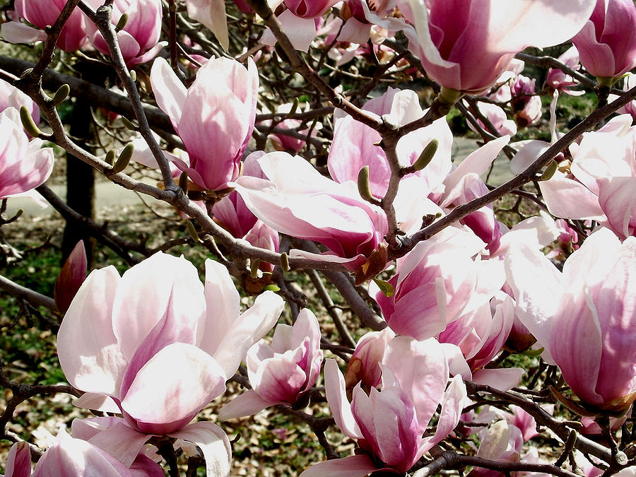 Magnolia In Bloom Photograph by Belinda Stucki | Pixels