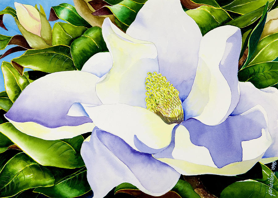 Magnolia in Leaves Painting by Janis Grau