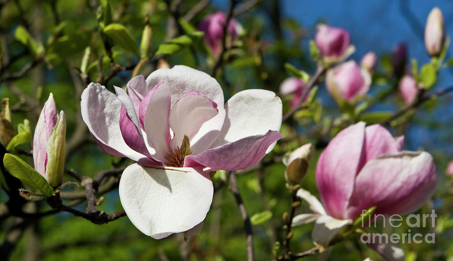 Magnolia #1 Photograph by Irina Afonskaya