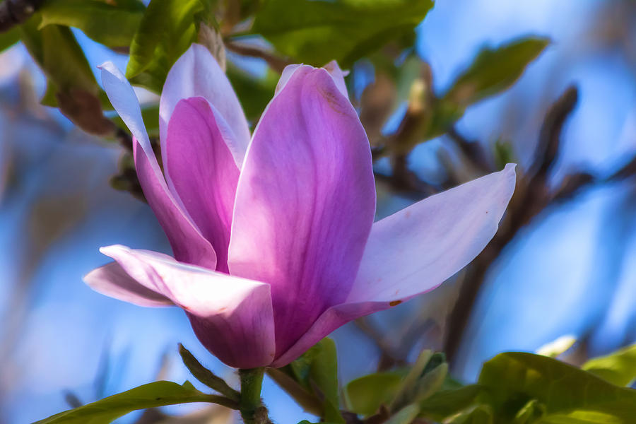 Magnolia  #1 Photograph by Jonathan Nguyen