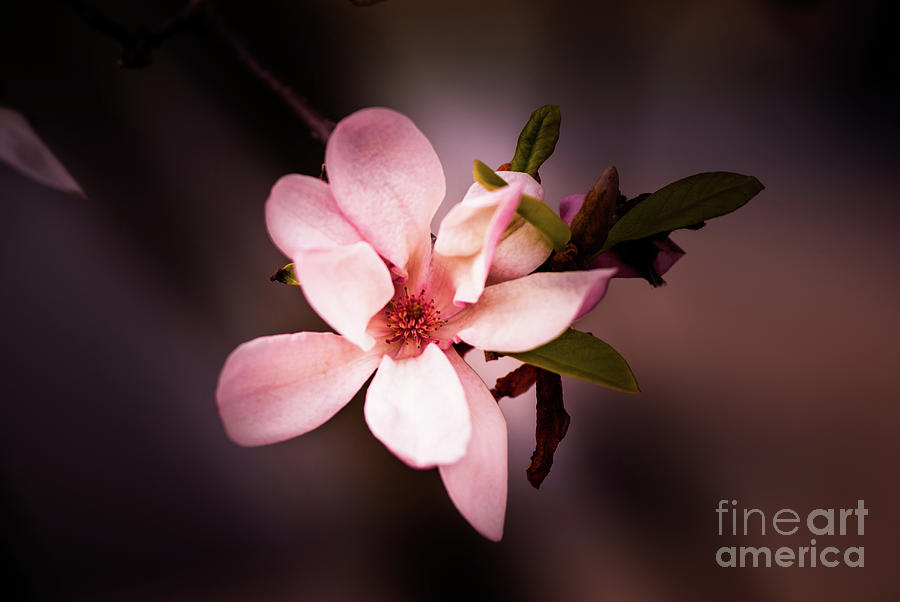 Magnolia Photograph