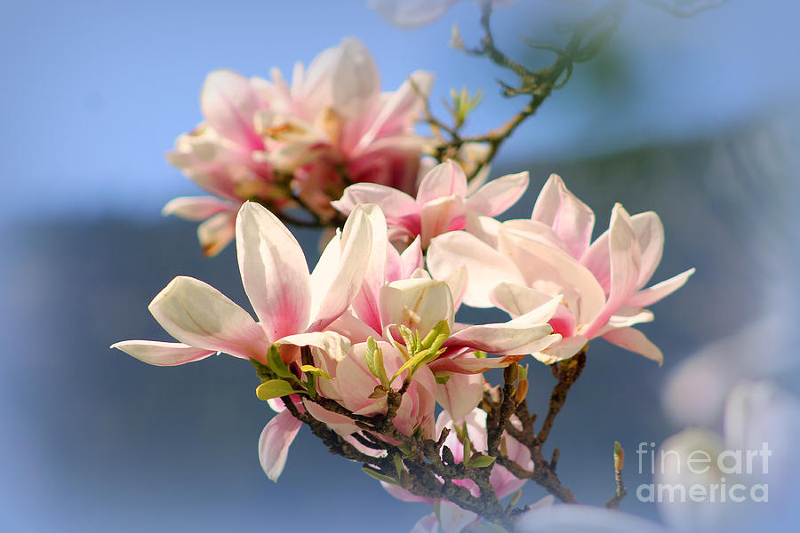Magnolia #2 Photograph by Leone Lund