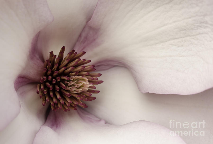 Magnolia Macro #1 Photograph by Nick Boren