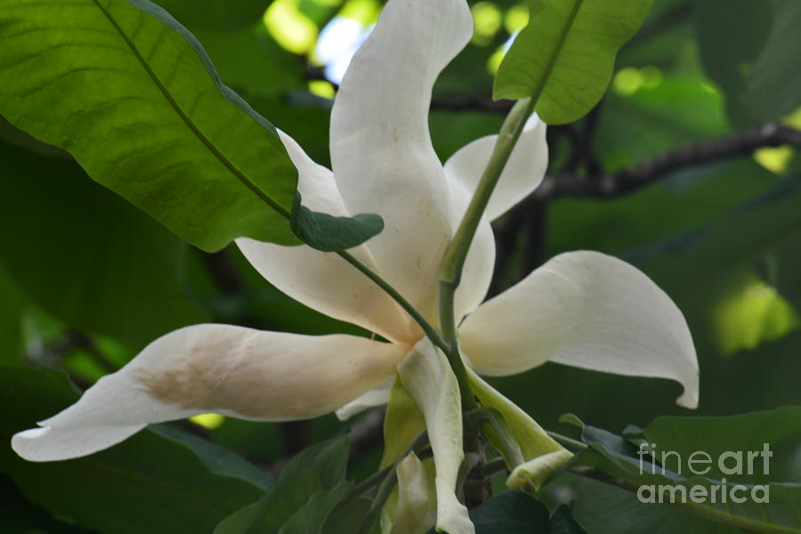 Magnolia macrophylla #1 Photograph by Maria Urso