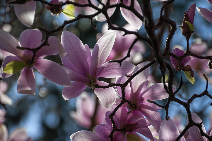 Magnolia Net - Photograph by Julie Weber