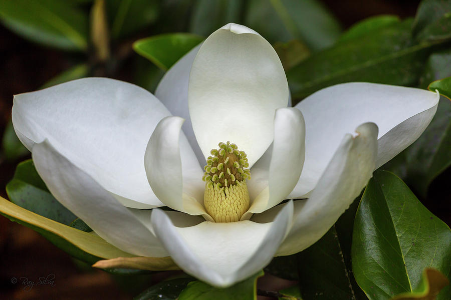Magnolia #1 Photograph by Ray Silva