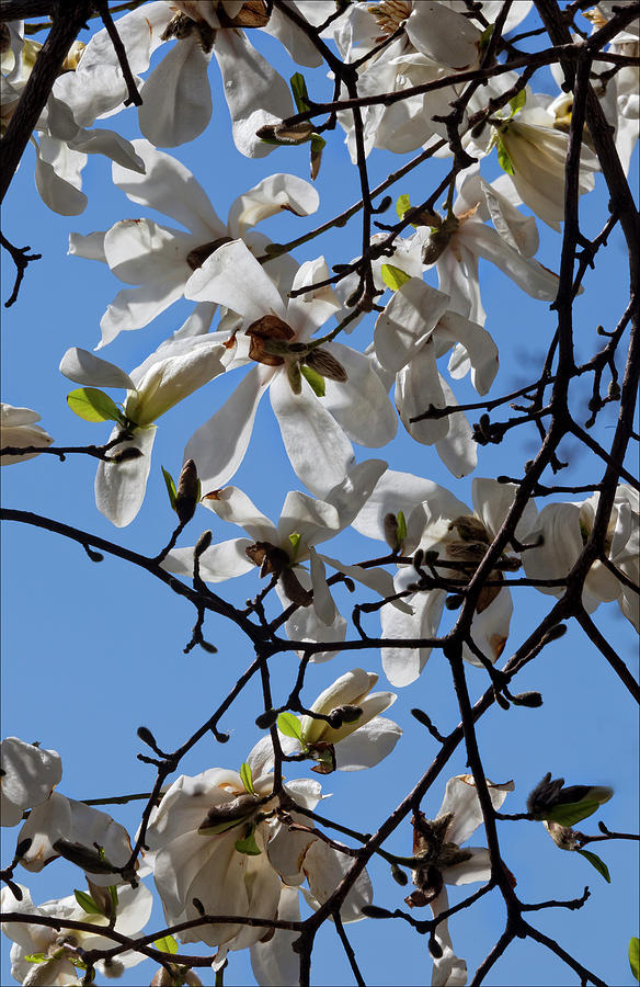 Magnolia #1 Photograph by Robert Ullmann