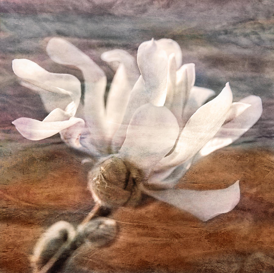 Magnolia Softness #1 Photograph by Leda Robertson