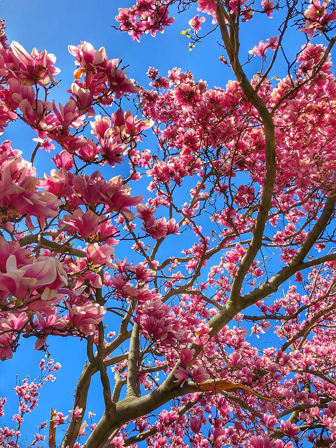 Magnolia Tree Photograph by William E Rogers - Fine Art America