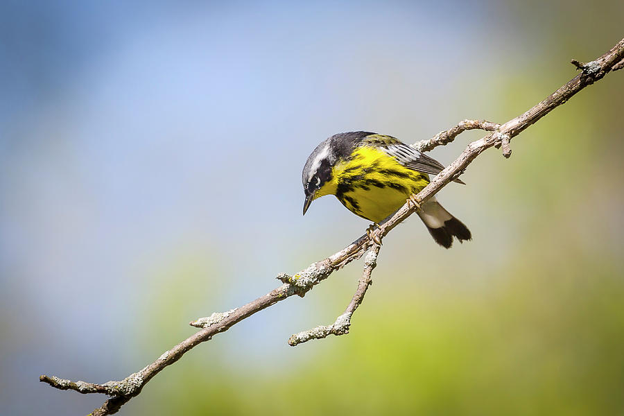 Magnolia Warbler - Magee Marsh, Ohio #1 Photograph by Jack R Perry