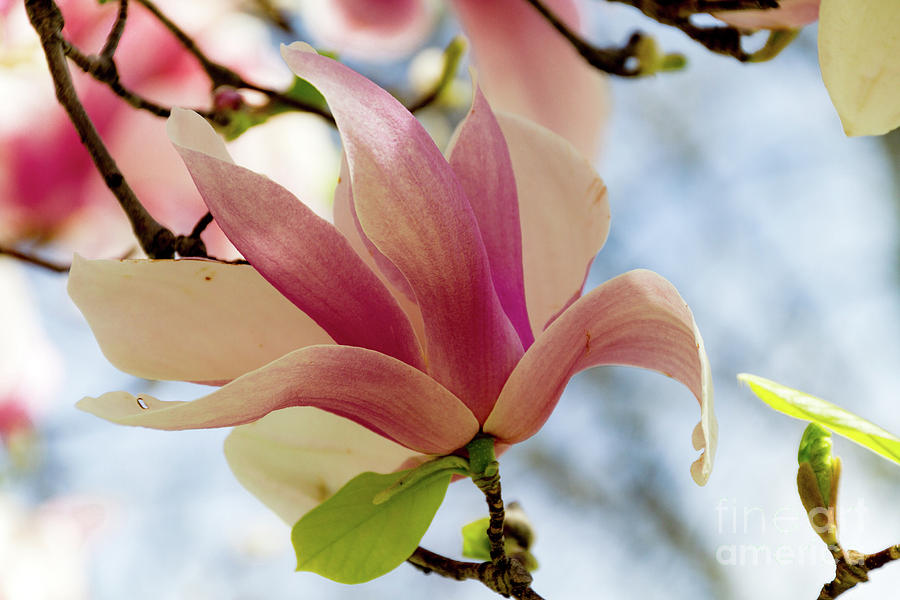 Magnolia #1 Photograph by William Norton