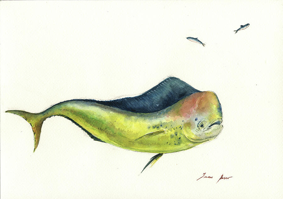 Mahi Mahi Fish Painting - Mahi mahi fish #1 by Juan Bosco
