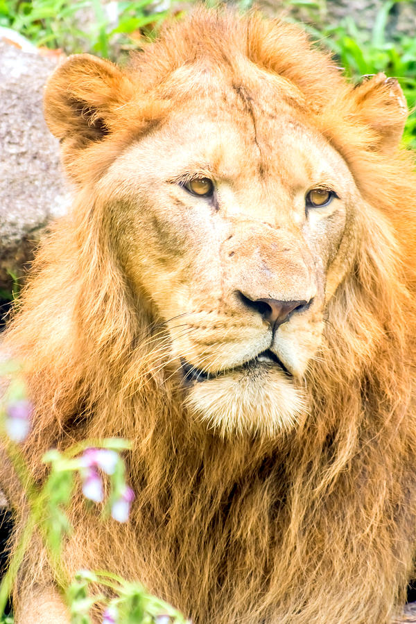 Majestic Lion Photograph