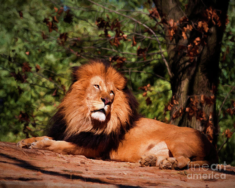 Majestic Luke The Lion Photograph