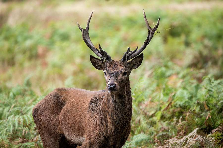 Majestic powerful red deer stag Cervus Elaphus in forest landsca #1 ...