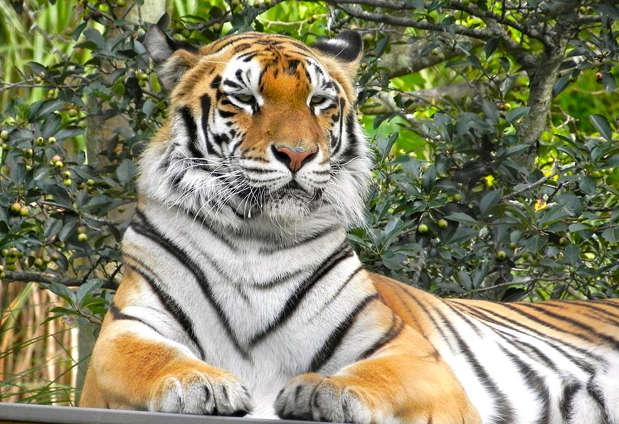 Majestic Tiger Photograph by Maureen Beaudet - Fine Art America