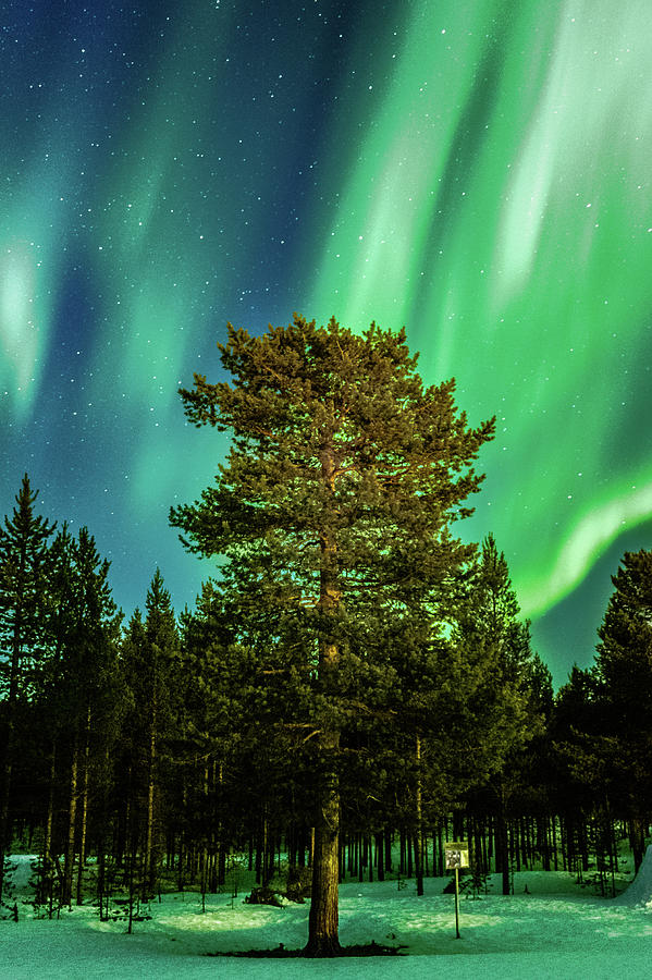 Majestic Tree Under the Northern Lights Karasjok Norway #1 Photograph by Adam Rainoff