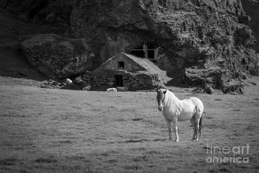 Majestic White Horse in Iceland #1 Photograph by Michael Ver Sprill