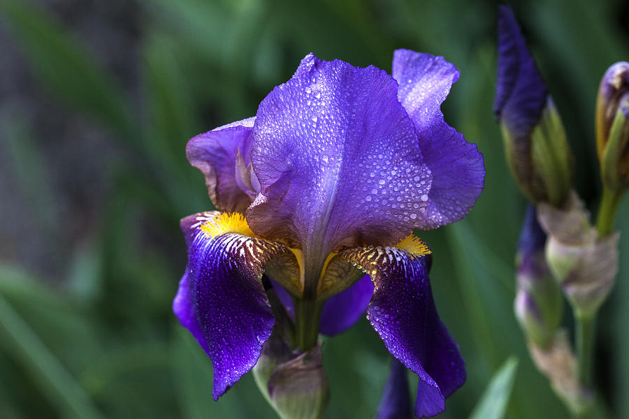 Iris Photograph - Majesty #2 by Doug Norkum