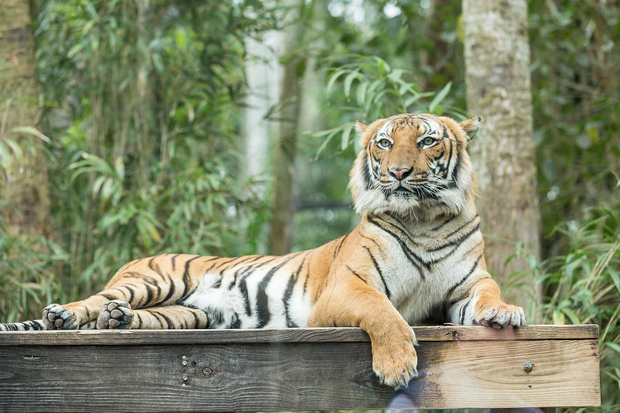 Malayan Tiger #1 Photograph by Josef Pittner