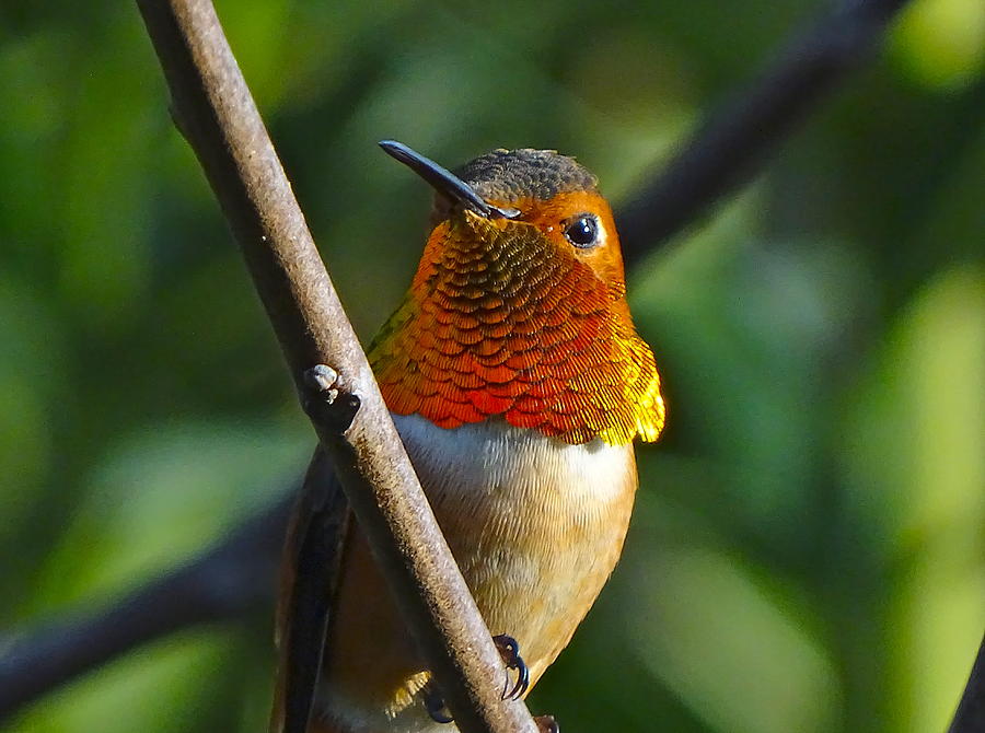 Male allen's hummingbird Photograph by Marillyn Meadows Bernstein