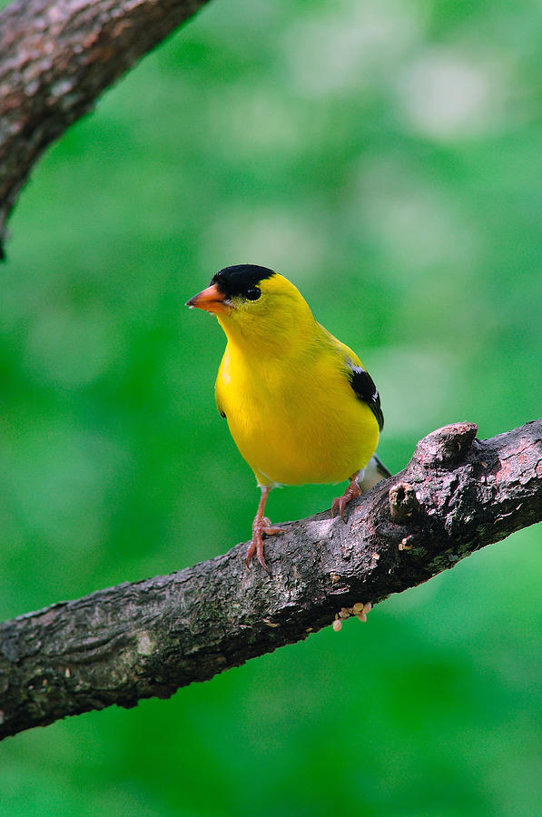 Male American Goldfinch  #1 Photograph by Thomas R Fletcher