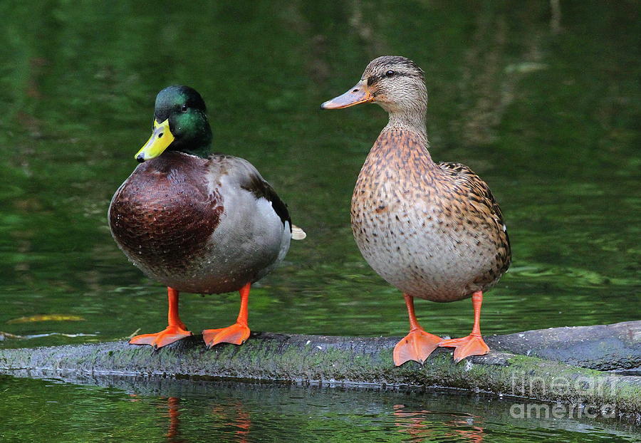 Duck Photograph - Male And Female Mallard Ducks #1 by Ken Keener