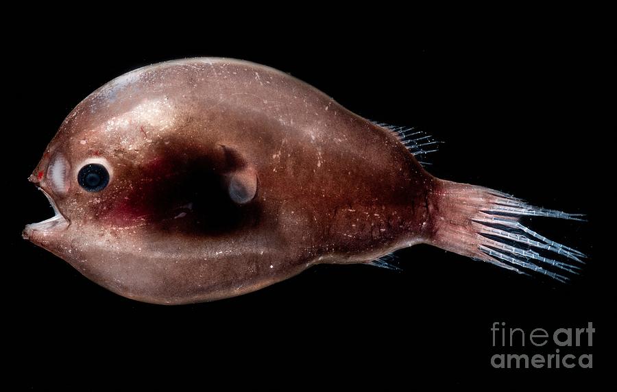 Male Anglerfish #1 Photograph by Dant Fenolio