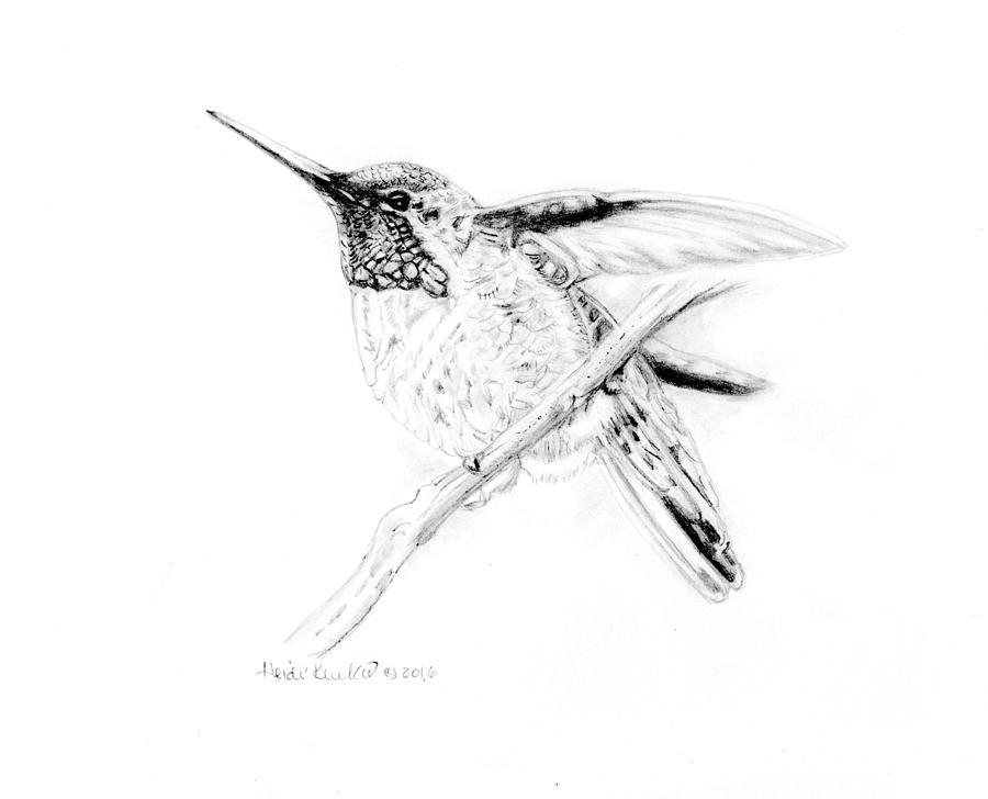 Male Anna's Hummingbird Drawing by Heidi Kunkel