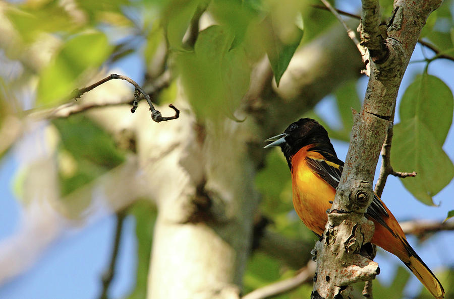 Male Baltimore Oriole I Photograph by Debbie Oppermann - Fine Art America