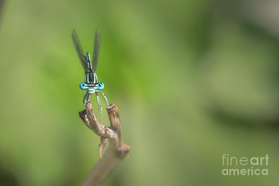 Male Blue featherleg - Platycnemis pennipes #1 Photograph by Jivko Nakev