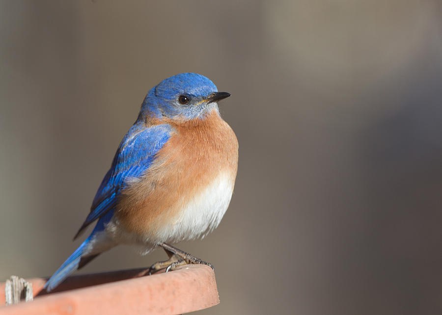 Male Bluebird #2 Photograph by Jack Nevitt
