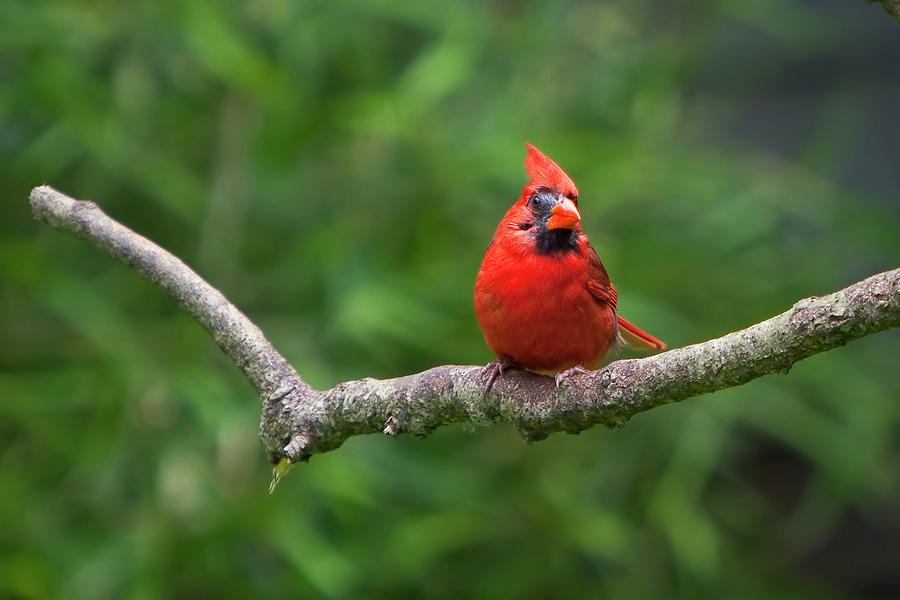 Male Cardinal Photograph