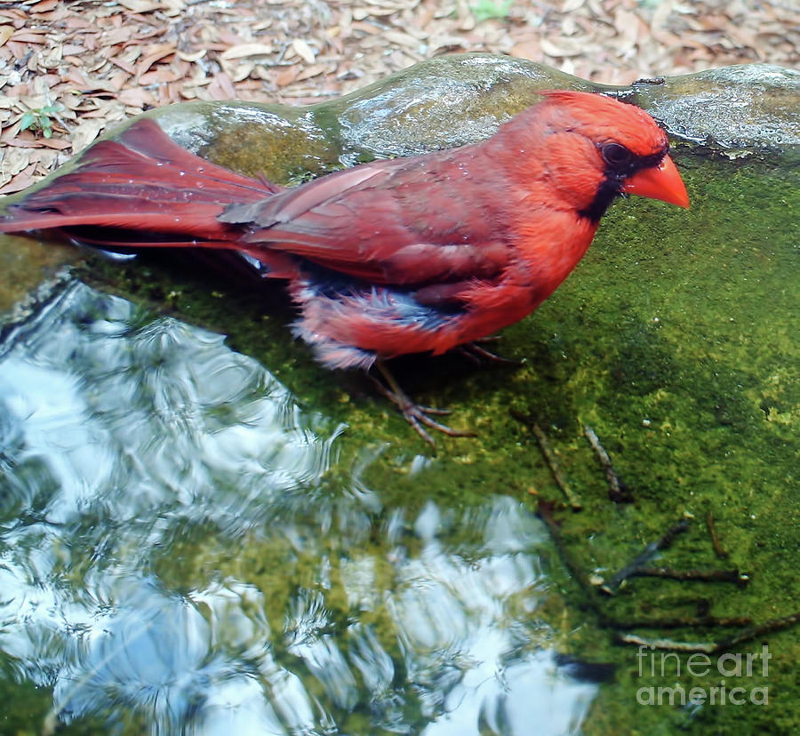 Male Cardinal In The Bath Photograph by D Hackett