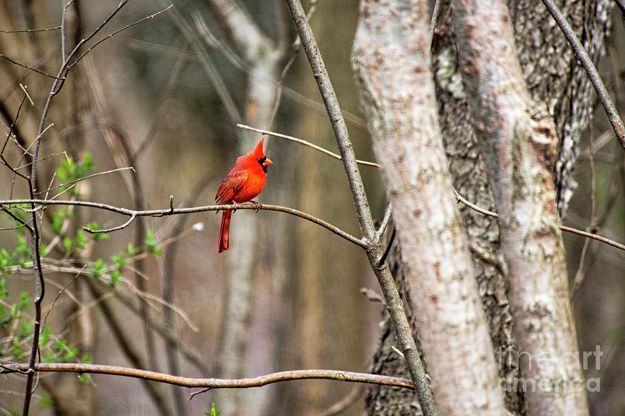 Male Cardinal #1 Photograph by David Arment