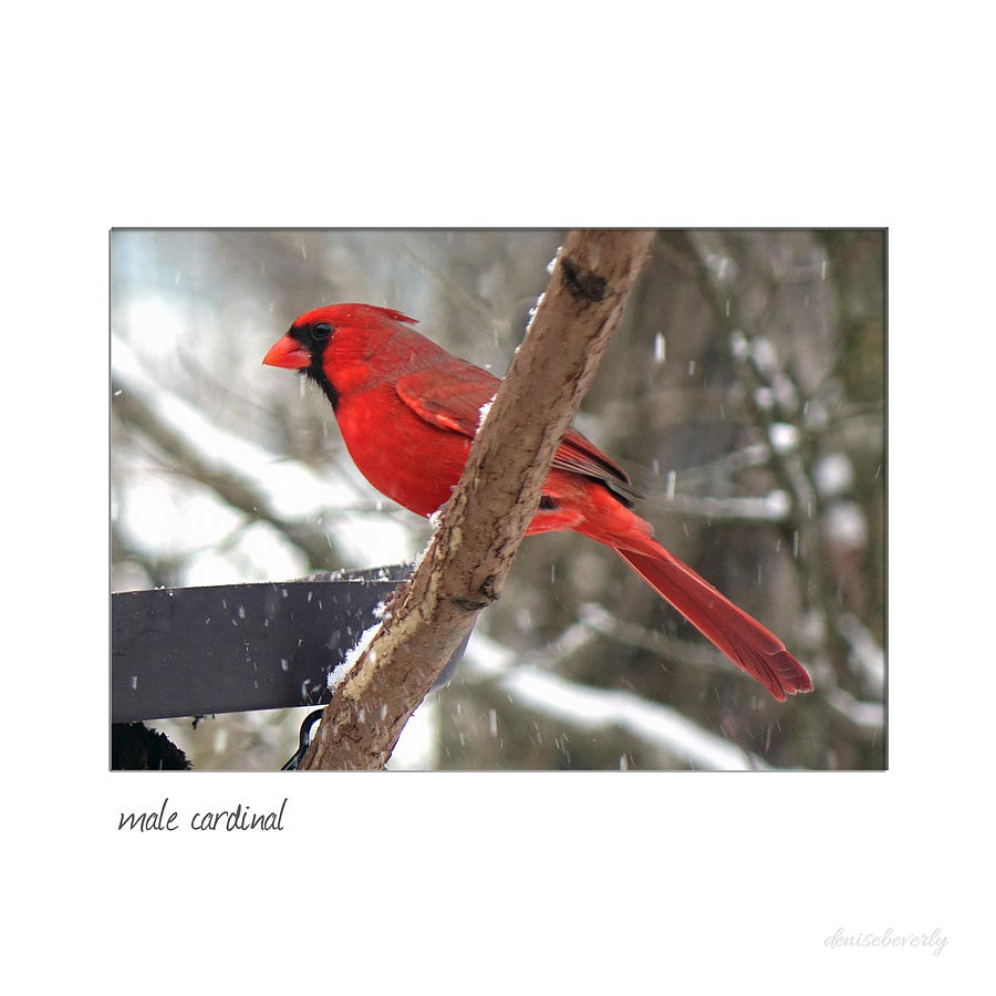 Male Cardinal #1 Photograph by Denise Beverly