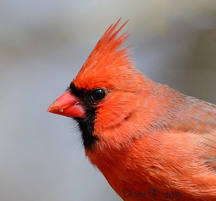 Male Cardinal #1 Photograph by Diane Giurco