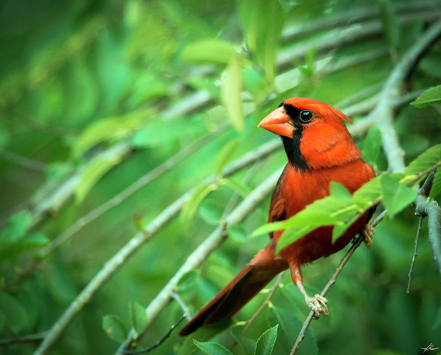 Bird Photograph - Male Cardinal in a Tree #1 by Phil And Karen Rispin