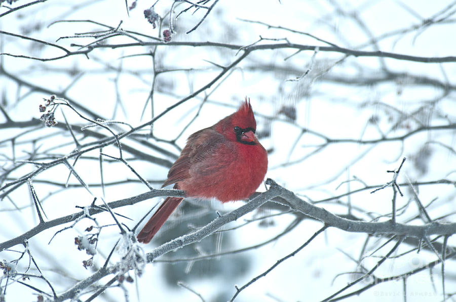Male Cardinal in Winter #2 Photograph by David Arment