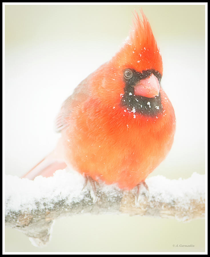 Male Cardinal on a Snow Covered Tree Branch #1 Photograph by A Macarthur Gurmankin