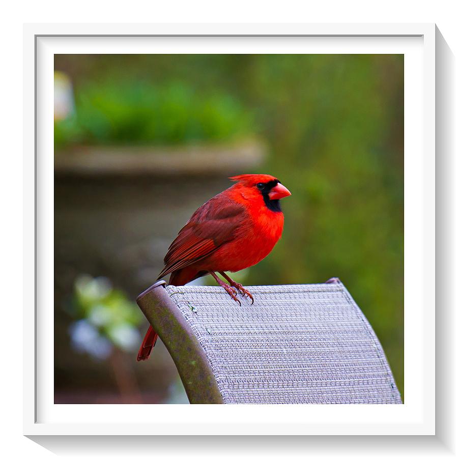 Male Cardinal #1 Photograph by Robert L Jackson