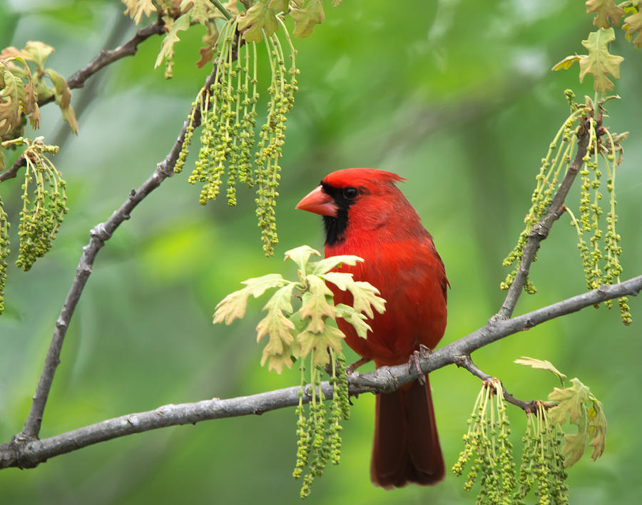 Male Cardinal #1 Photograph by Steve Marler