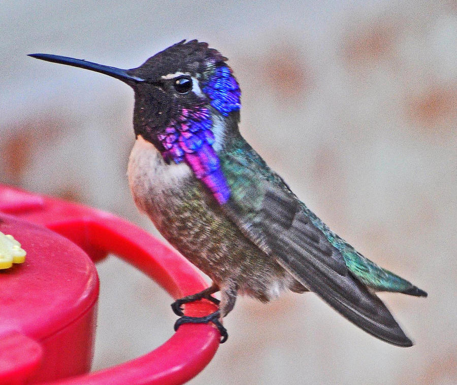 Male Costas Hummingbird On Perch #1 Photograph by Jay Milo