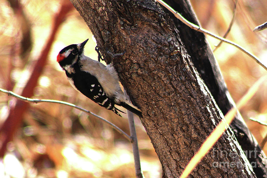 Male Downy Woodpecker #1 Photograph by Alyce Taylor