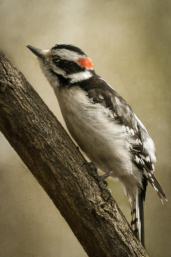 America Photograph - Male Downy Woodpecker by Lauren Brice