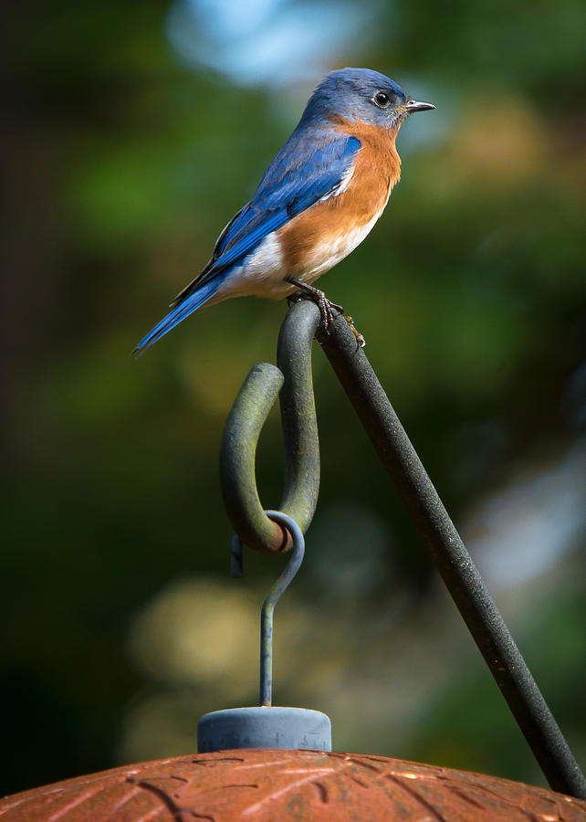 Male Eastern Bluebird Photograph by Robert L Jackson