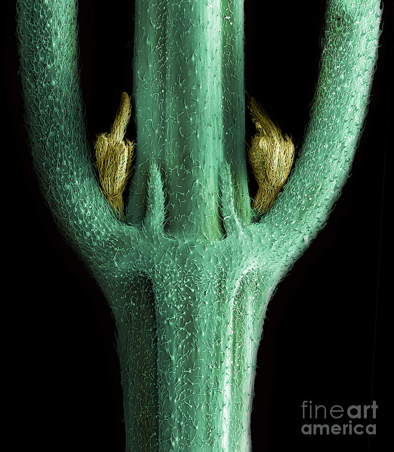 Male Flower of Cannabis Plant, SEM #1 Photograph by Ted Kinsman