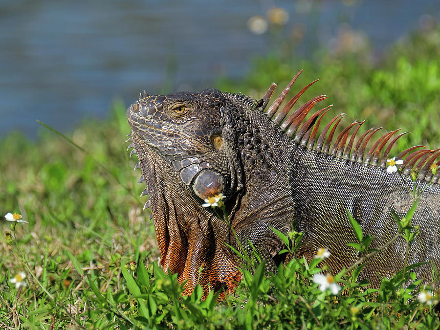 Male Green Iguana Breeding Colors And Neck Dewlap Photograph By Jill 